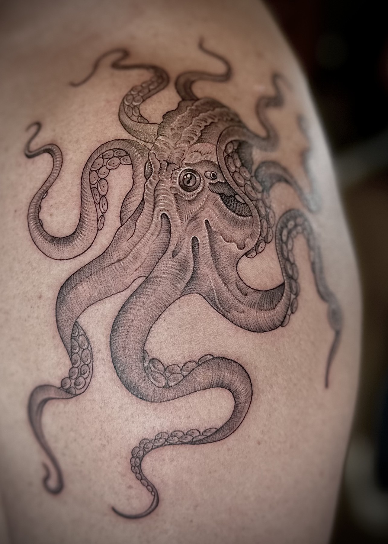 Octopus shoulder tattoo, black and grey by Matt Roe, Kensington London